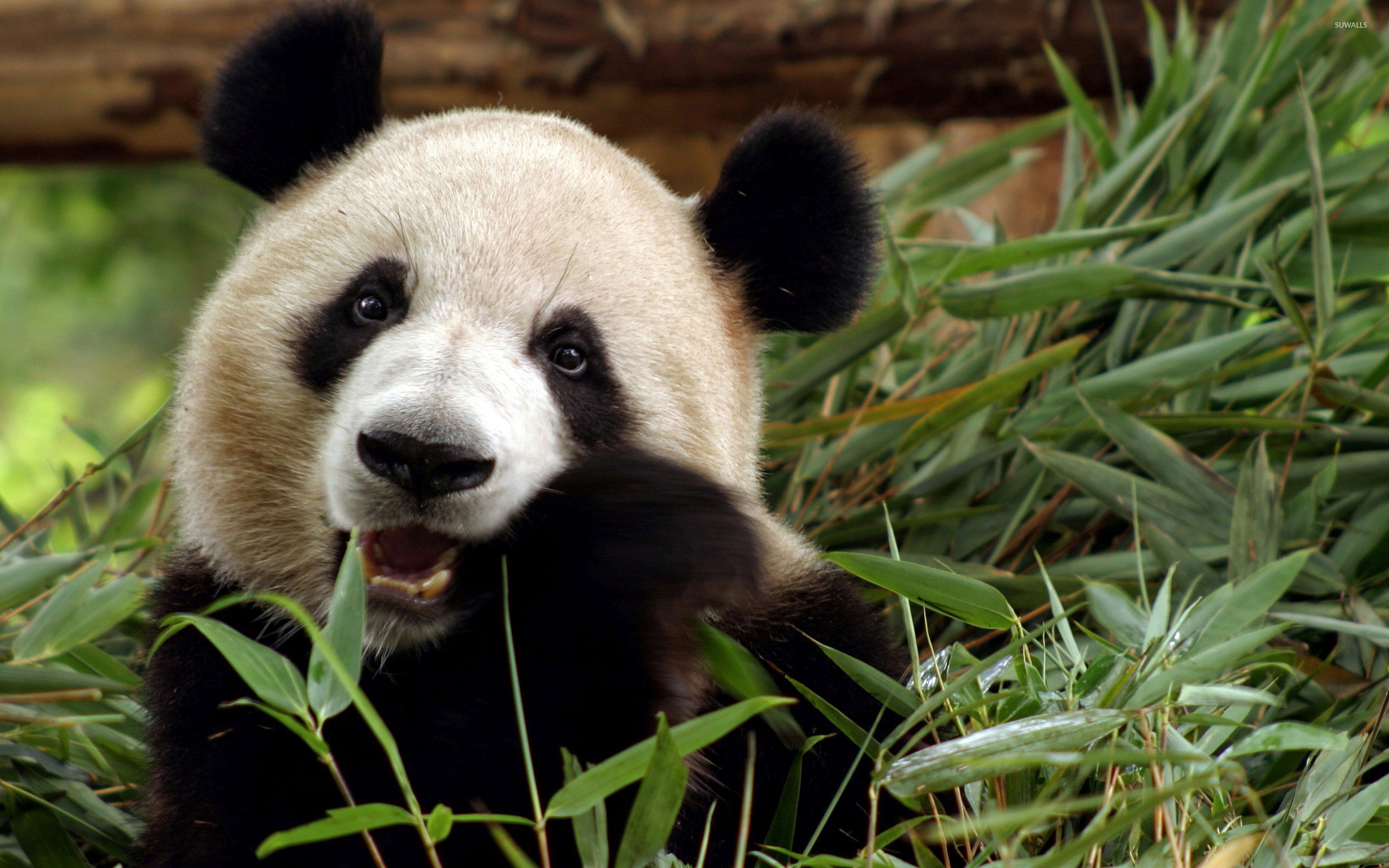 giant panda 33214 2560x1600