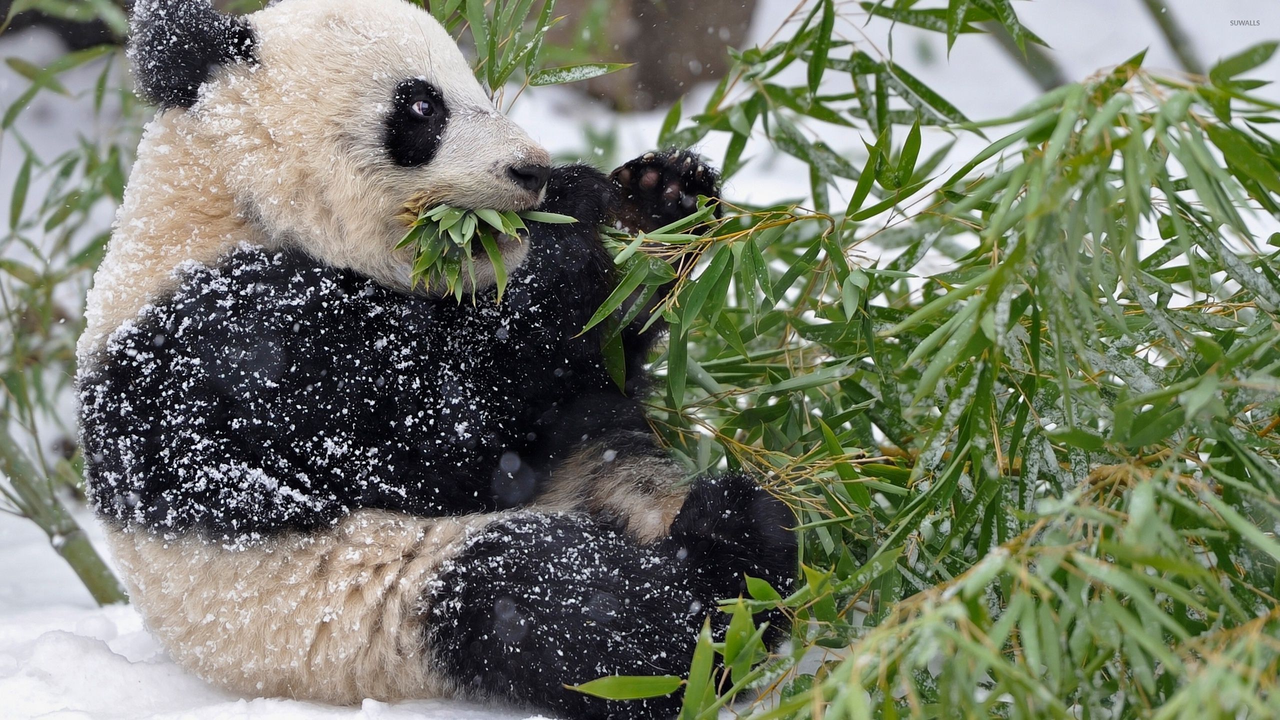 Giant panda  covered in snow wallpaper  Animal wallpapers  
