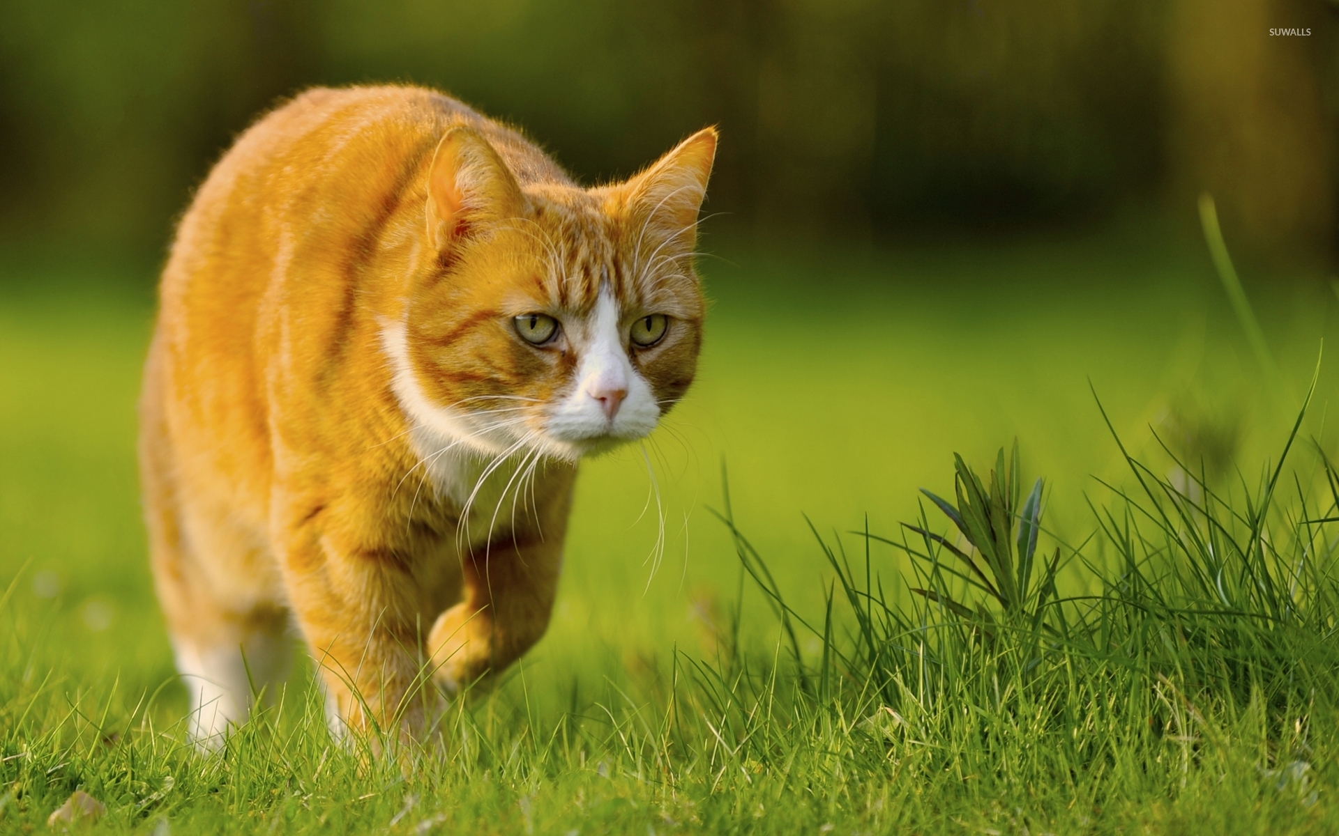 Ginger cat wallpaper - Animal wallpapers - #34033