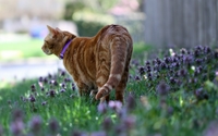 Ginger cat with a purple collar wallpaper 2560x1600 jpg