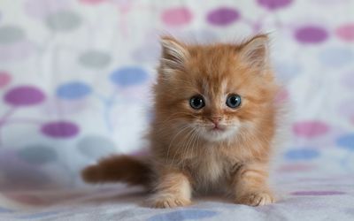 Ginger kitten wallpaper