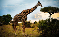 Giraffe wallpaper 2560x1600 jpg