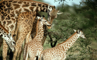 Giraffes wallpaper 1920x1200 jpg