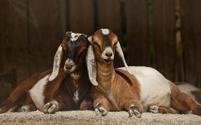 Goats wallpaper