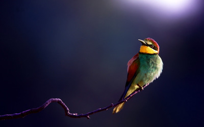 Golden bee-eater wallpaper