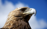 Golden eagle [2] wallpaper 1920x1200 jpg