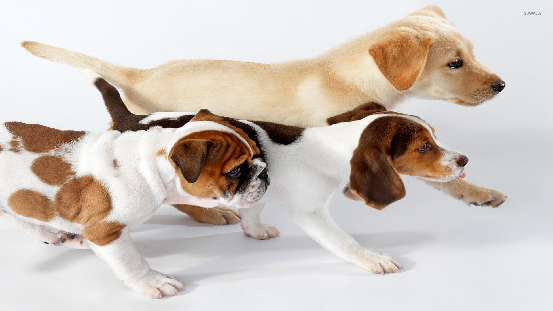 Golden Retriever Beagle And English Bulldog Puppies Wallpaper Animal Wallpapers 22223