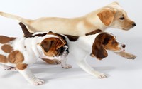 Golden Retriever, Beagle and English Bulldog puppies wallpaper 1920x1080 jpg