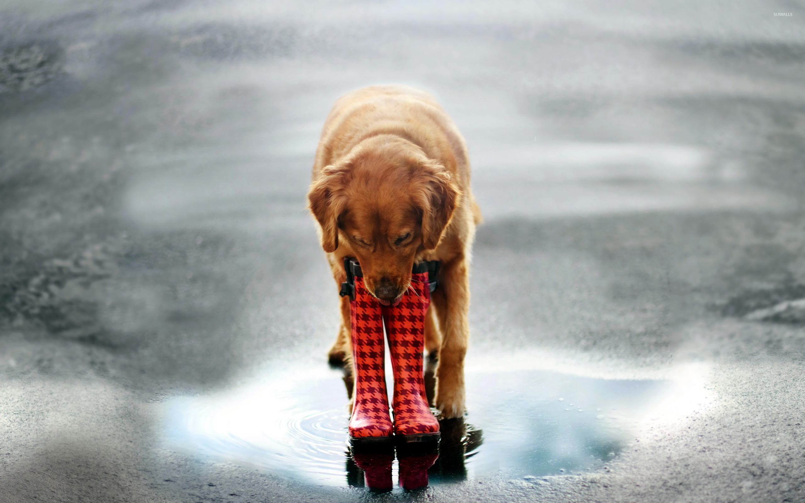 Rain animals. Собака под дождем. Собака в луже. Животные дождь. Прогулка с собакой.