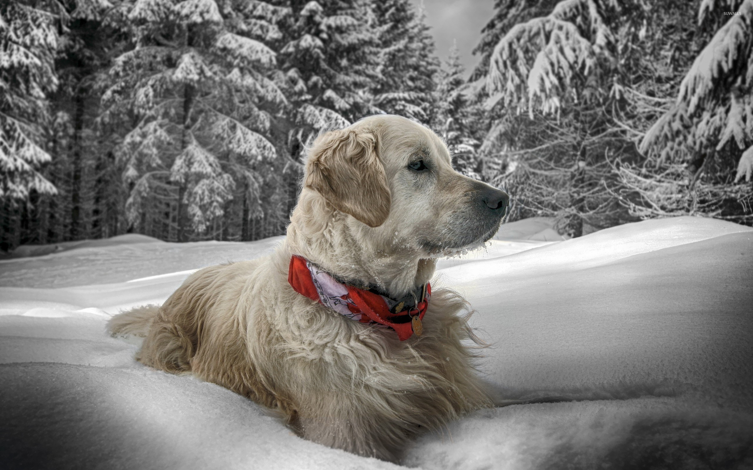 Собака на снегу загрузить