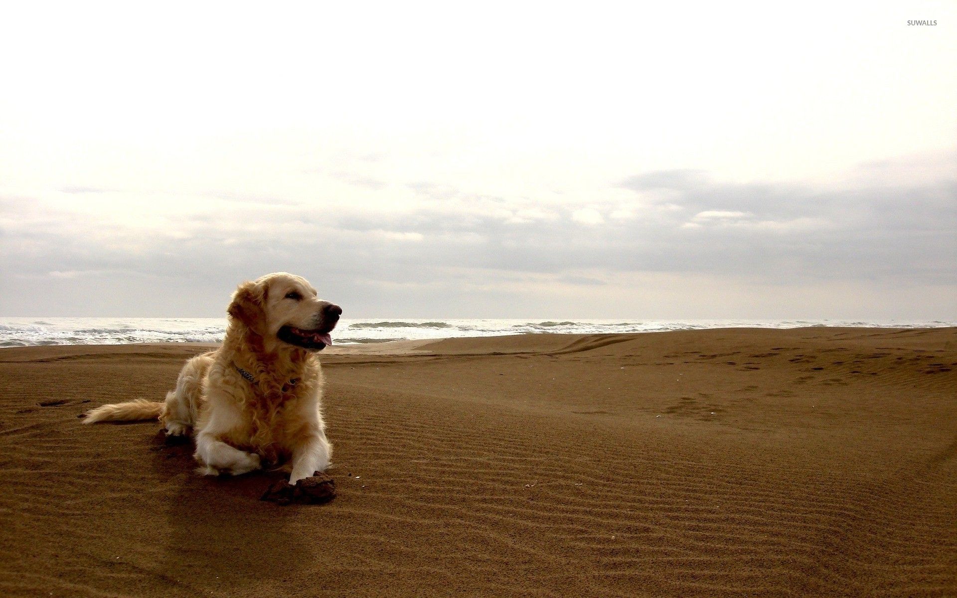 щенки песок puppies sand без смс
