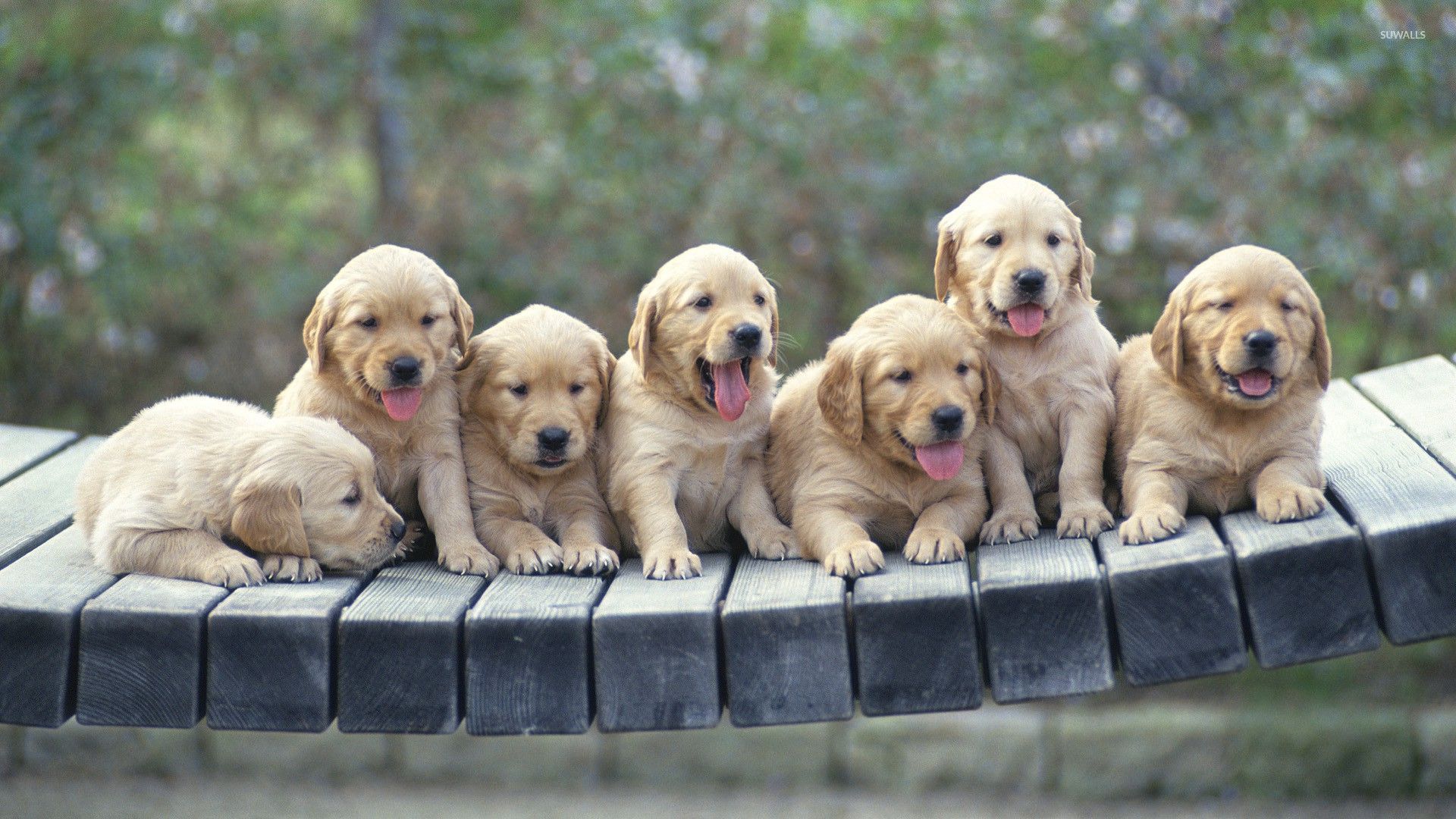 Golden Retriever puppies wallpaper - Animal wallpapers - #48522