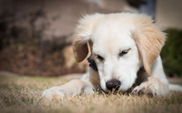 Golden retriever puppy [4] wallpaper 1920x1200 jpg