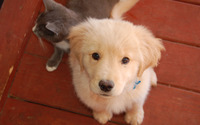 Golden Retriever puppy [5] wallpaper 2560x1600 jpg