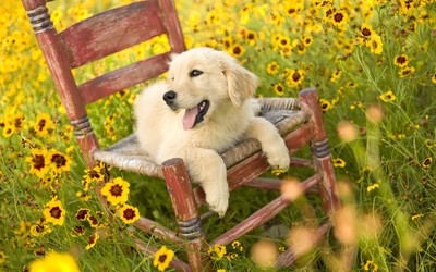 Golden Retriever puppy on the chair wallpaper