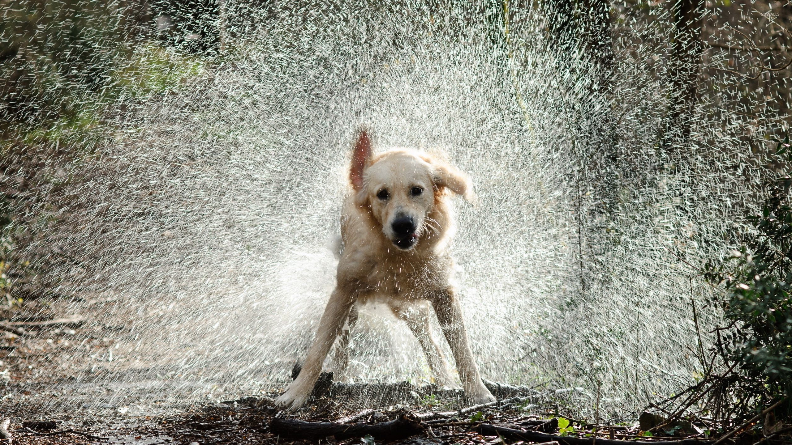Сонник собака без. Собака отряхивается. Собака под дождем. Мокрая собака. Пес под дождем.