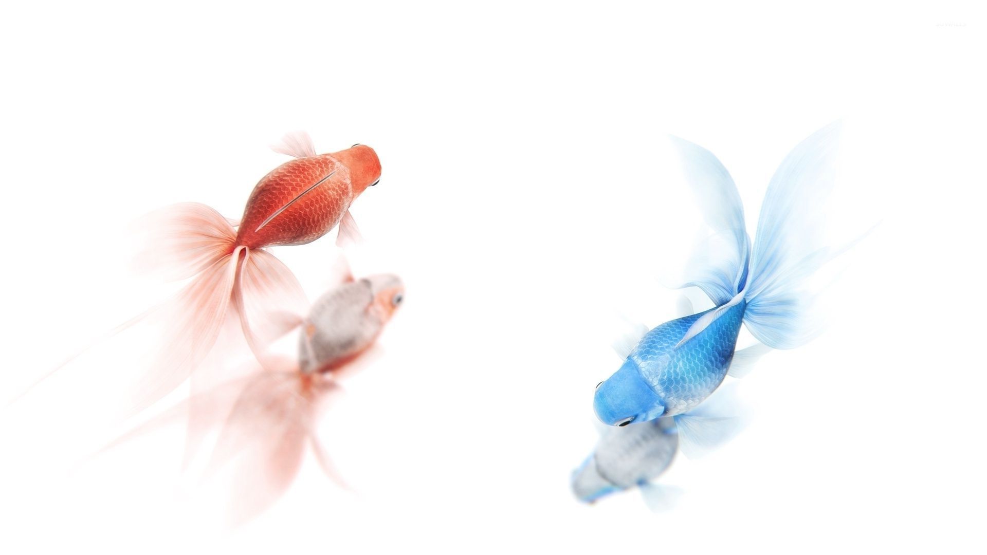 46 Goldfish Wallpapers  WallpaperSafari