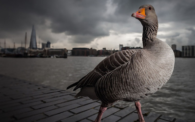 Goose by the city lake wallpaper