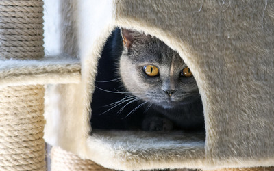 Gray cat hiding wallpaper