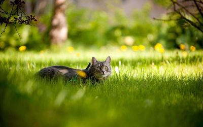 Gray cat hiding in the grass wallpaper