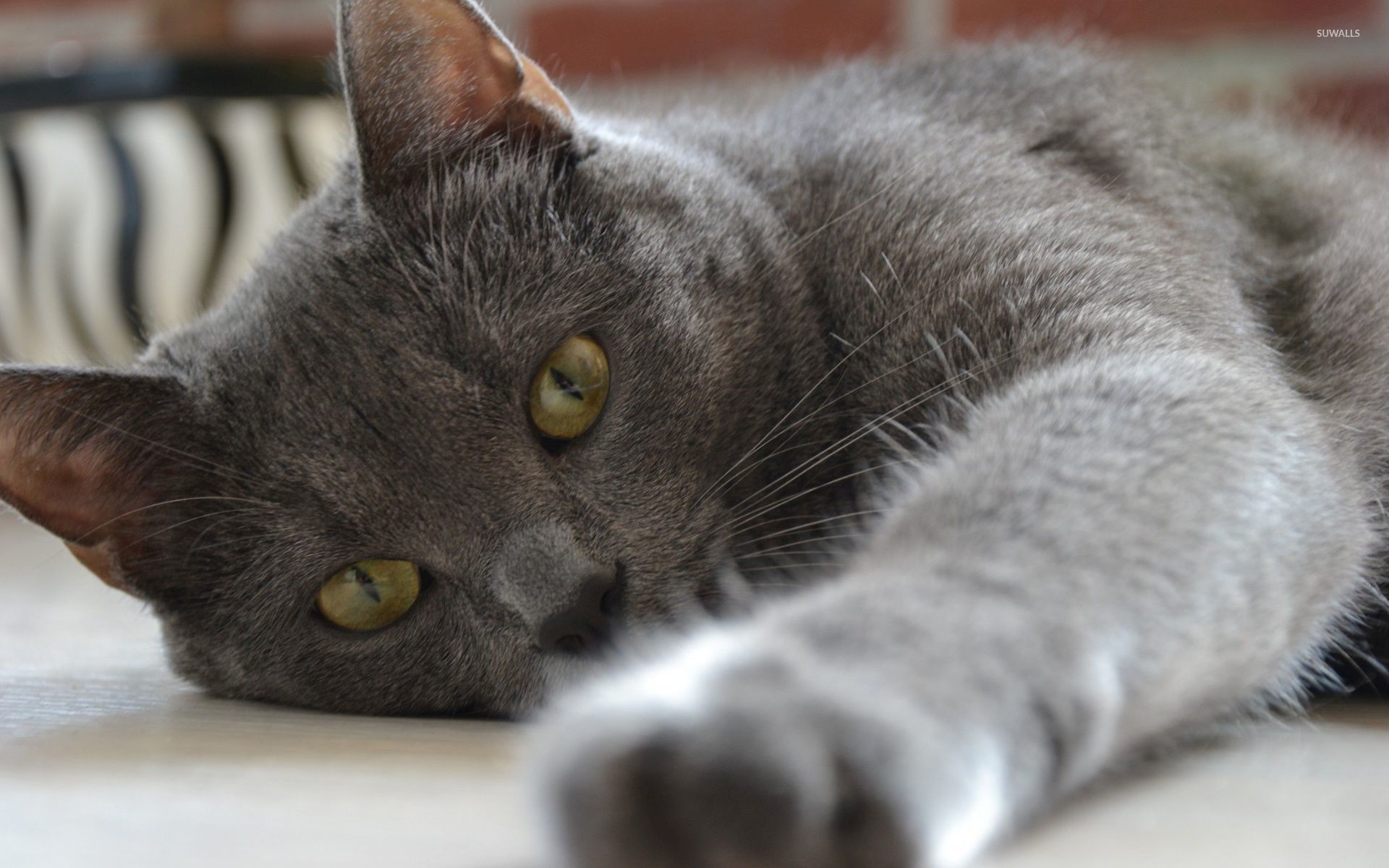 Gray cat resting wallpaper - Animal wallpapers - #33462