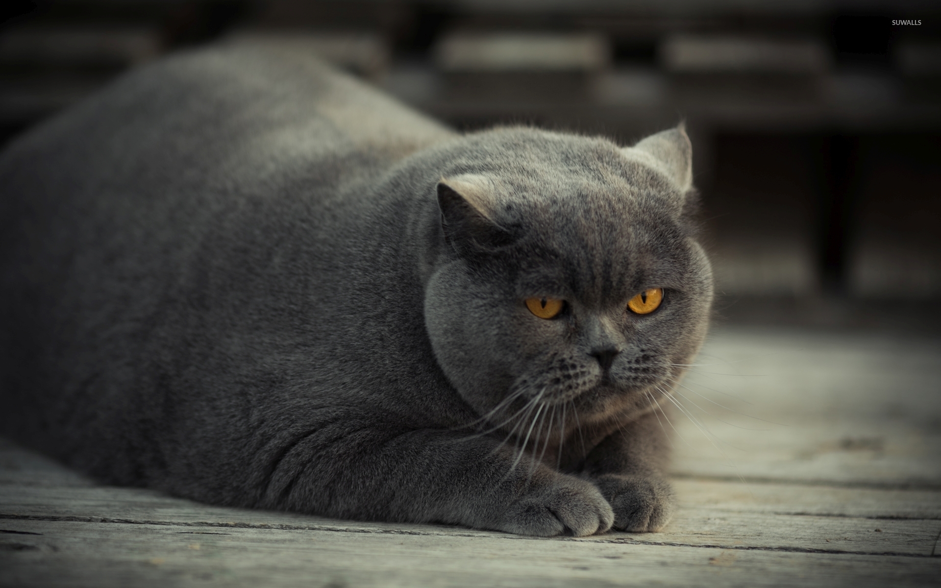 Gray fat cat with yellow eyes wallpaper 1920x1080. 