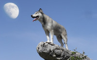 Gray Wolf [2] wallpaper 2560x1600 jpg