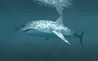 Great white shark swimming at the surface wallpaper 1920x1200 jpg