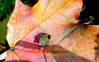 Green bug [2] wallpaper 1920x1200 jpg