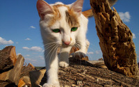 Green eyed cat wallpaper 2560x1600 jpg