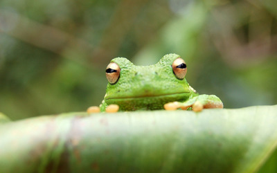 Green Frog wallpaper