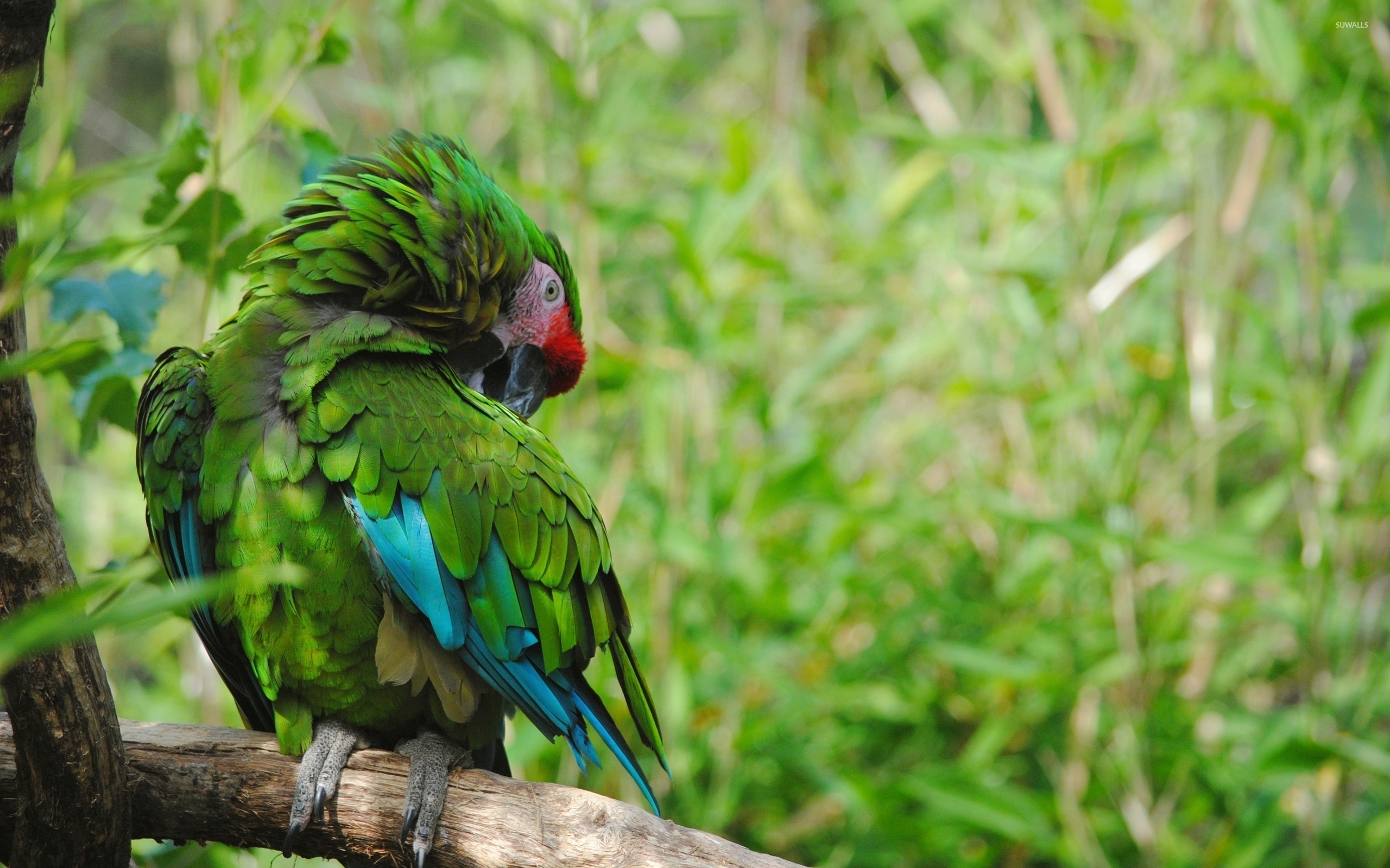 Зеленый попугай на зеленом фоне без смс