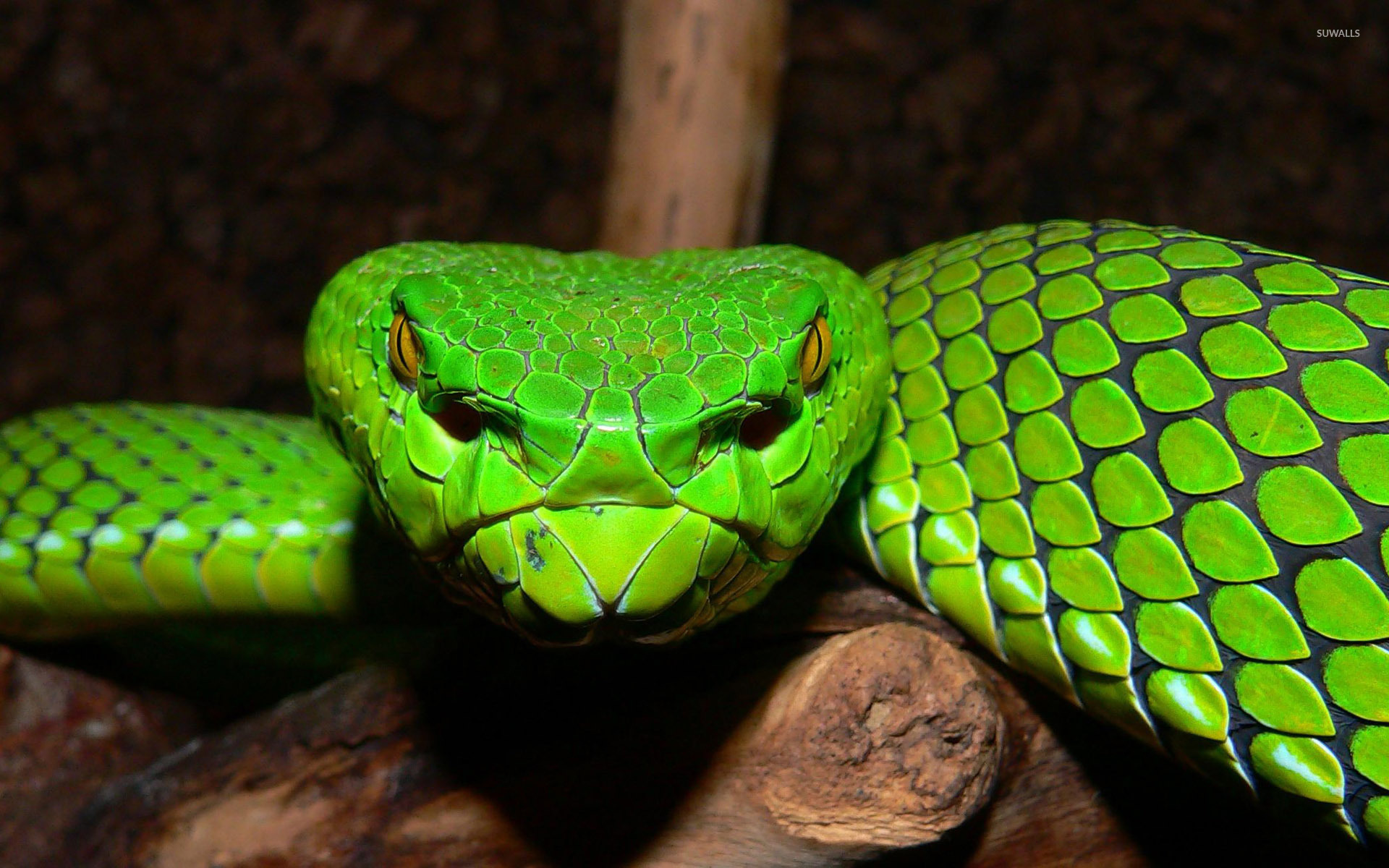 Green Pit Viper Wallpaper