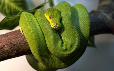 Green Tree Python wallpaper