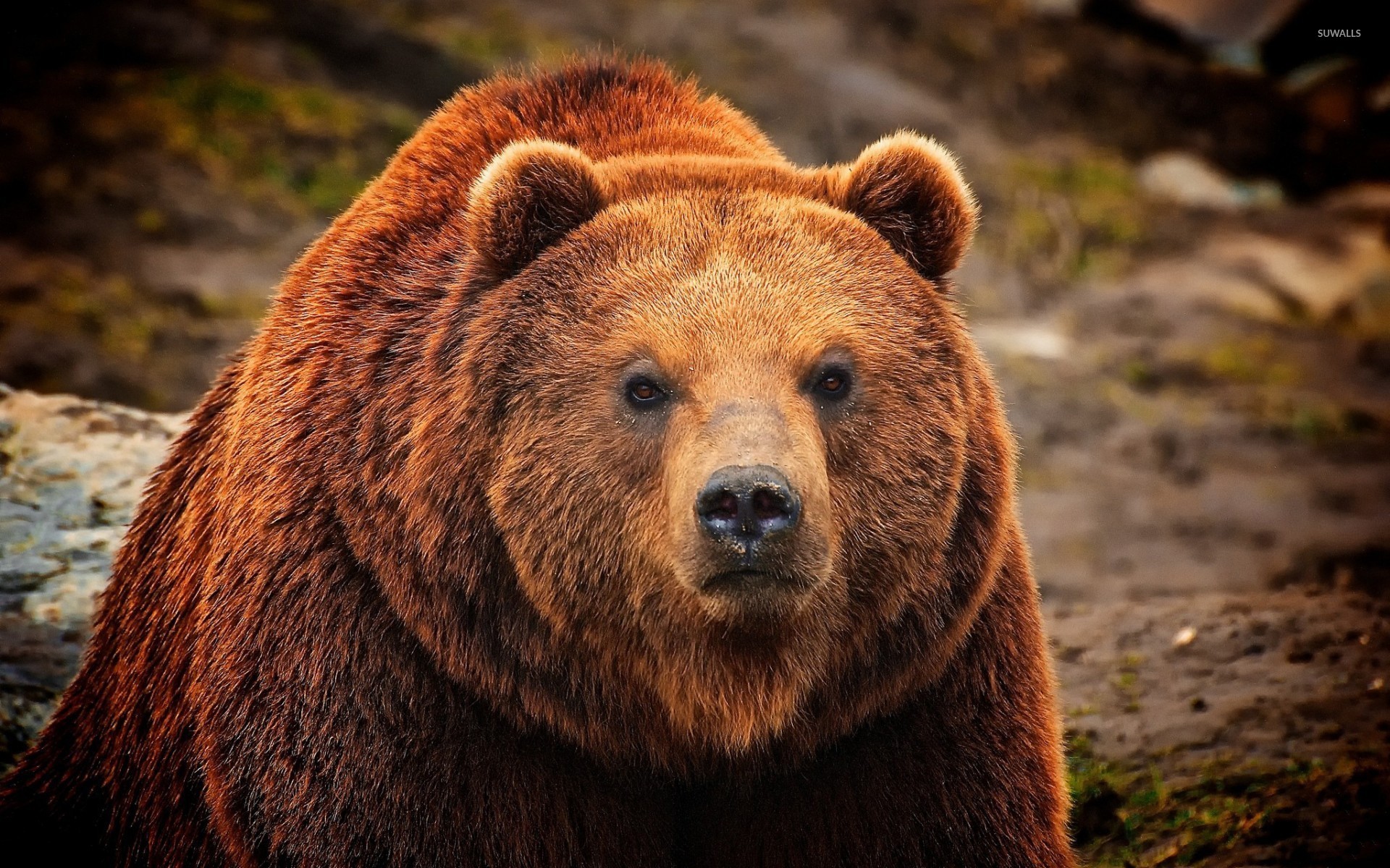 Wallpaper Grizzly bear Animals Painting Art