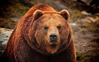 Grizzly bear wallpaper 1920x1200 jpg