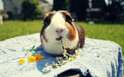 Guinea pig eating daisies wallpaper