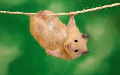 Hamster wallpaper