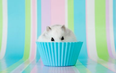 Hamster in a muffin tin wallpaper