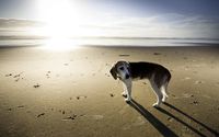 Happy dog on the beach wallpaper 1920x1080 jpg