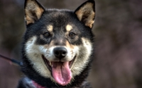 Happy dog with its tongue out wallpaper 2560x1600 jpg