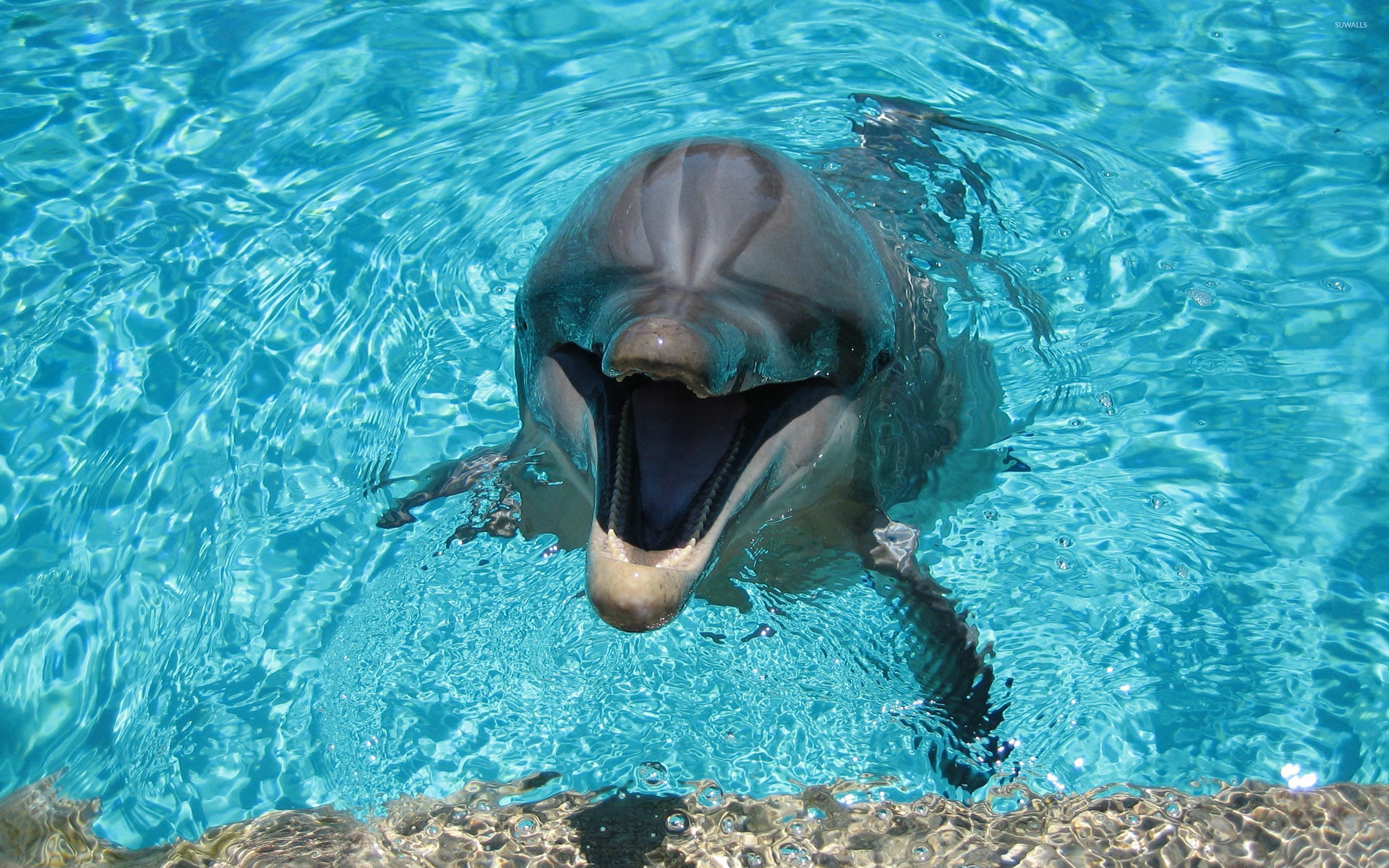 Pool Dolphin Hot Sex Picture