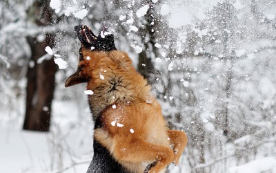 Happy german shepherd in the snow wallpaper
