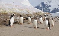 Happy penguins on the beach wallpaper 2560x1600 jpg