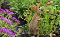 Hare sniffing a flower wallpaper 1920x1200 jpg