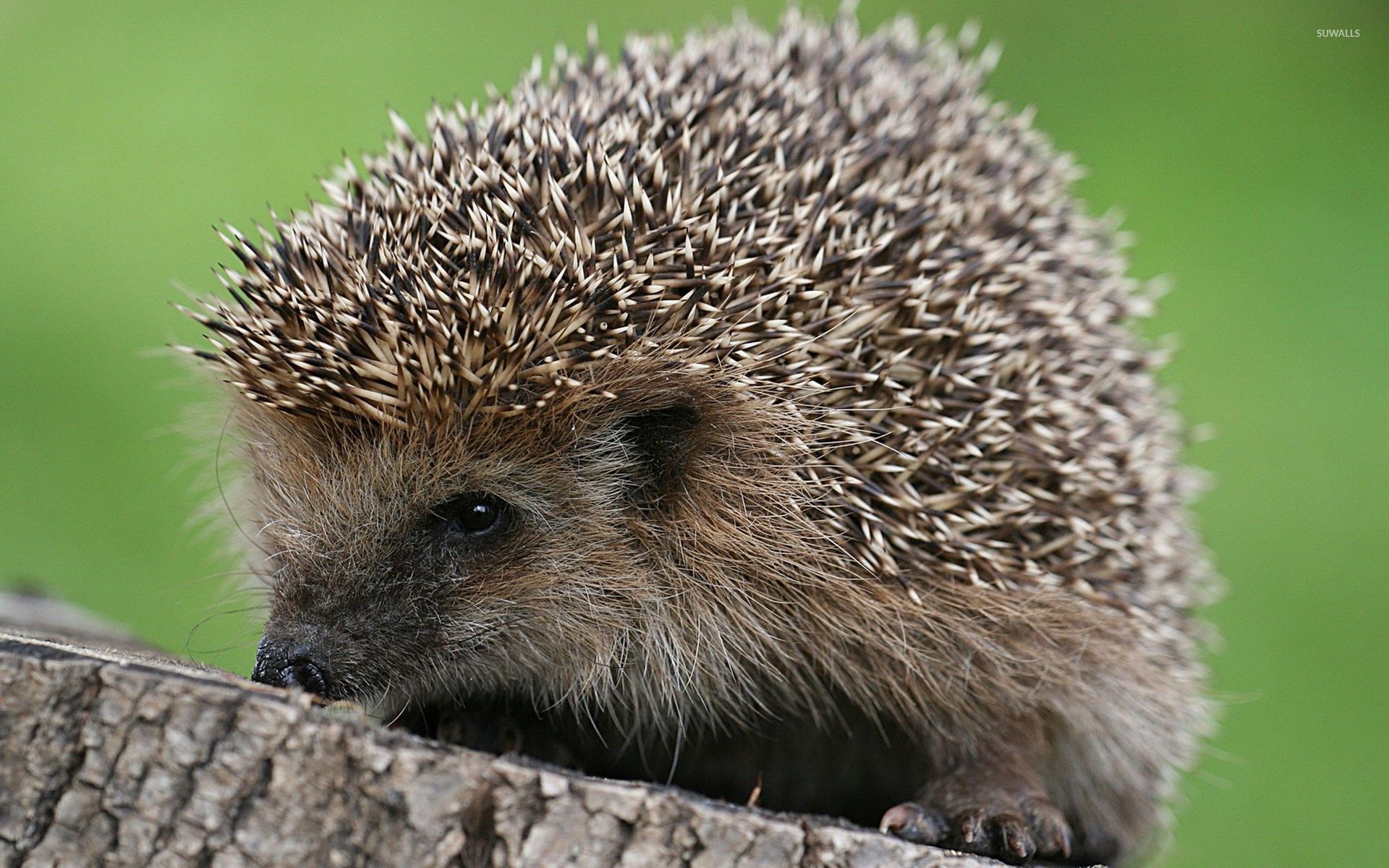 Hedgehog Wallpaper Animal Wallpapers 11979 HD Wallpapers Download Free Map Images Wallpaper [wallpaper376.blogspot.com]