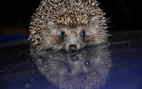 Hedgehog [5] wallpaper 1920x1200 jpg