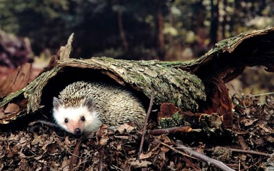 Hedgehog [4] wallpaper
