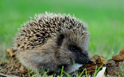 Hedgehog in the grass wallpaper