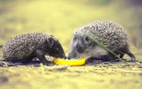 Hedgehogs [3] wallpaper 2560x1600 jpg